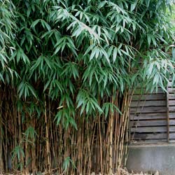 Bambou Sasa japonica